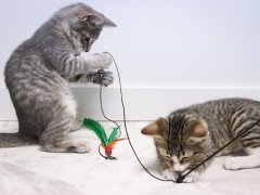 kittens playing inside