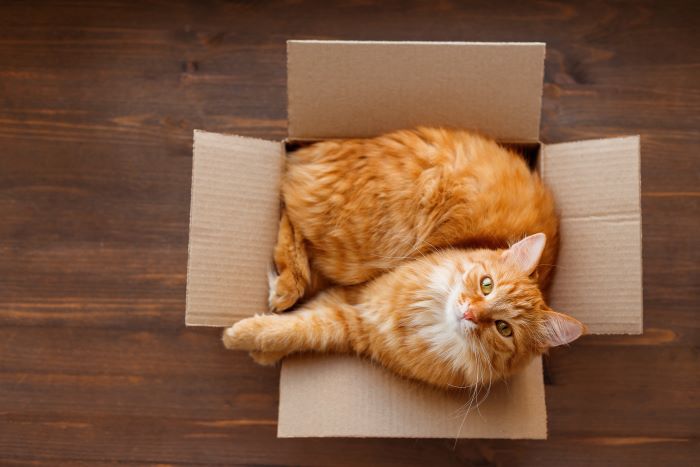 orange cat in a box looking up at camera