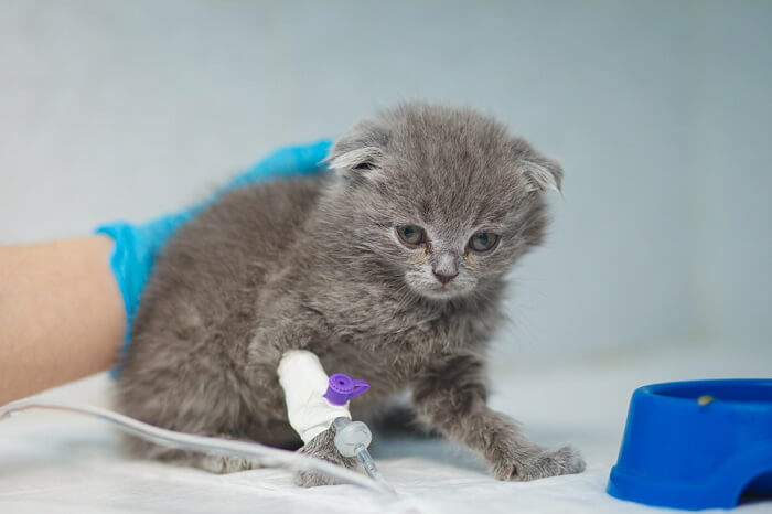 Blood transfusion for a cat.