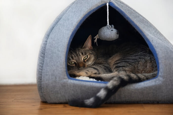 11 consejos para enseñarle a dormir a tu gato (según un conductista felino)