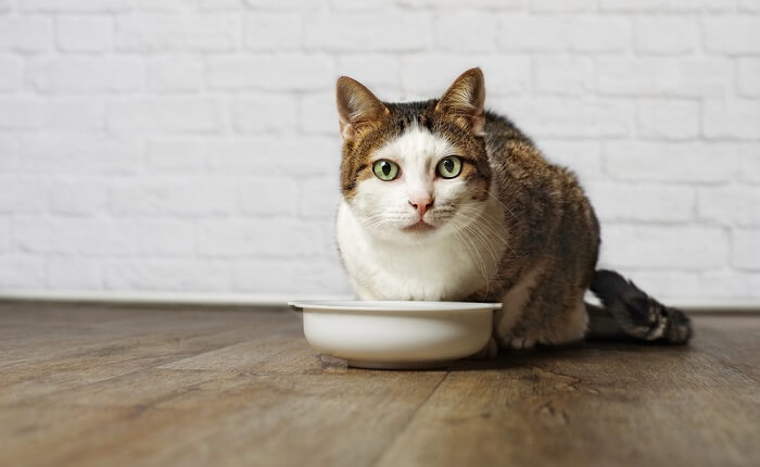 bone broth for cats featured image