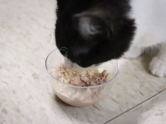 cat eating wet cat food