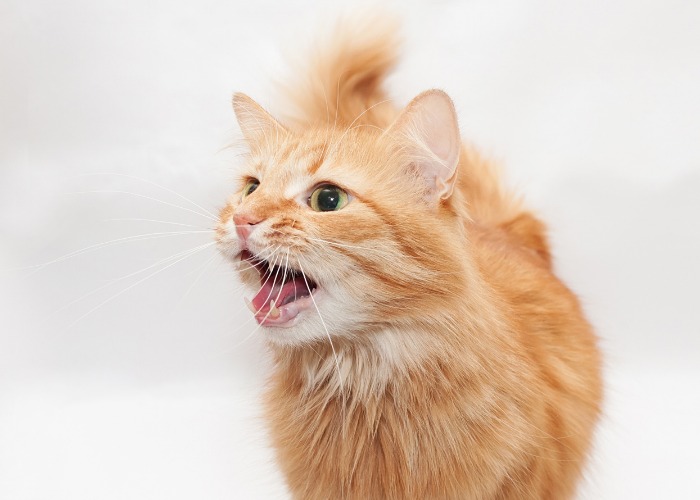 Agitated cat displaying defensive behavior, hissing with arched back and raised fur.