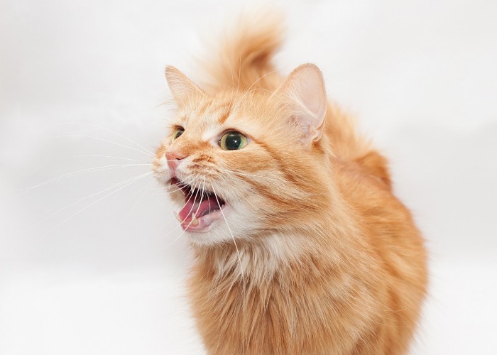 Do Cats Get Annoyed? Signs & What to Avoid - Catster