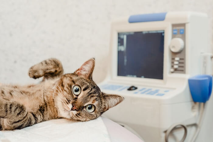 Cat positioned in an X-ray room, showcasing the behind-the-scenes aspect of veterinary care, where diagnostic imaging aids in identifying and addressing potential health issues in feline patients.