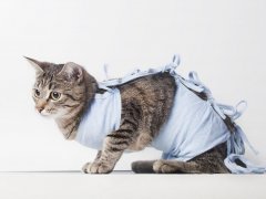 cat getting ready for operation