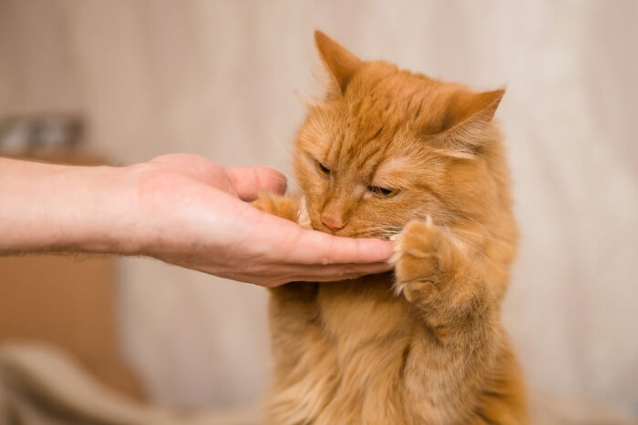 Image featuring cat treats for training.