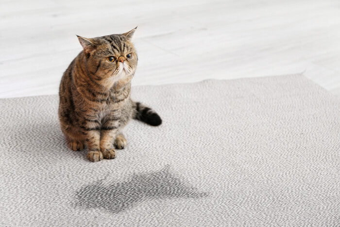 An unfortunate scene of a cat urinating on a carpet.
