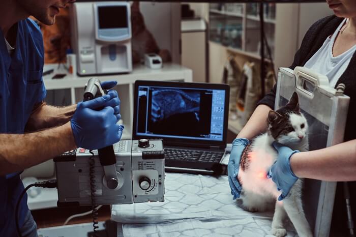 veterinarians performing xray on a cat