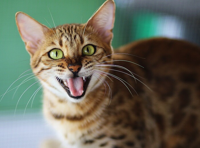 gato de ojos verdes con la boca abierta aullando