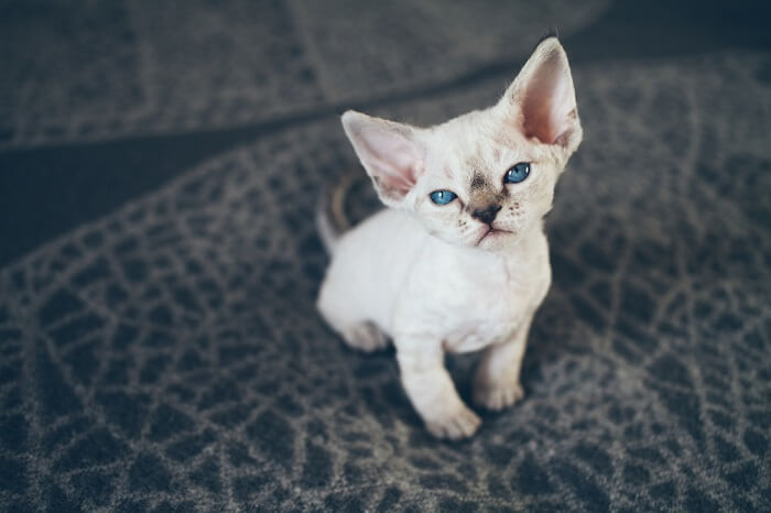 gatito de ojos azules mirando a la cámara