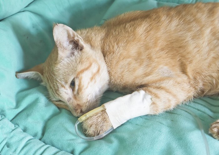 sick cat lying in the bed