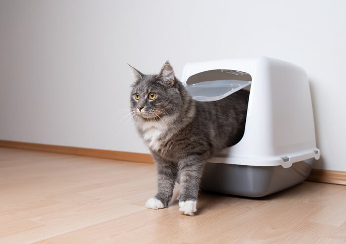 cat coming out of a litterbox
