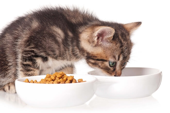 kitten looking into white bowl beside another bowl of cat food