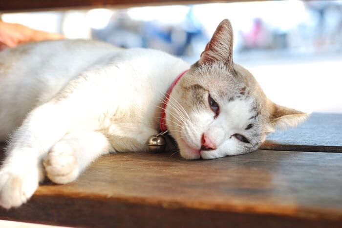 sick cat lying on a wooden bench