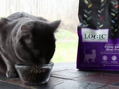 cat eating natures logic product