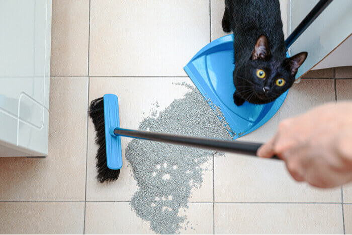 sweeping cat litter