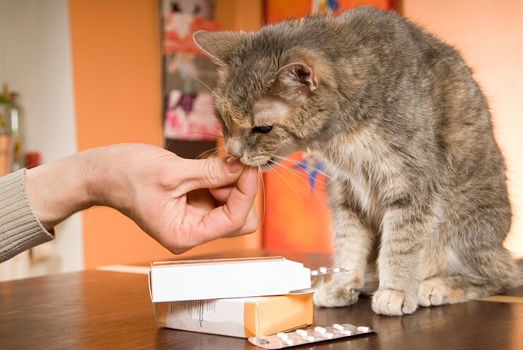 A cat being administered medicine by a caring person. 