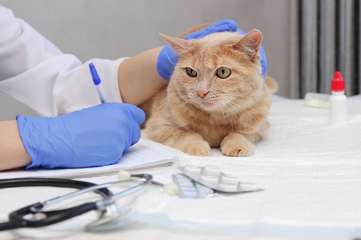 An image capturing a cat's encounter at the vet's office, showing the cat's curious and slightly apprehensive demeanor as it interacts with the veterinary environment, highlighting the importance of regular check-ups and care.