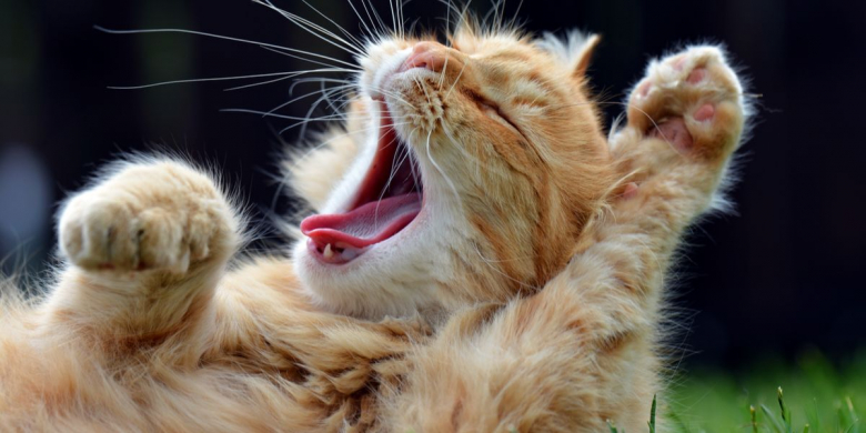 What Is Cat Chattering & Why Do Cats Do It - Cats.com