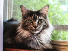Grey Black Maine Coone Laying in Window