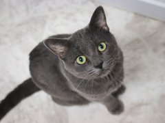 Grey Short Hair Cat With Green Eyes