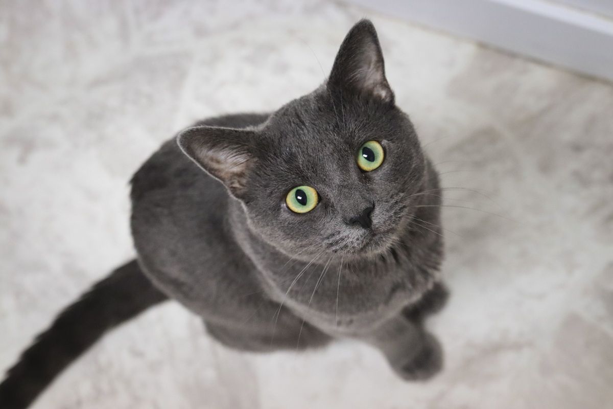 Grey Short Hair Cat With Green Eyes