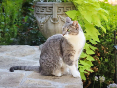 Grey & White Short Hair Tuxedo & Brown Tabby Cats Outside Outdoors