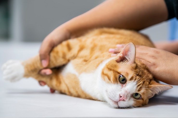 vet checking the condition of a cat with hematic lipidosis