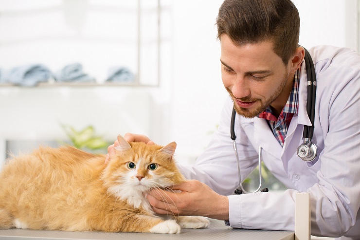 cat being examined by a veterinarian