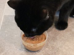 Open Farm Harvest Chicken Rustic Blend Wet Cat Food