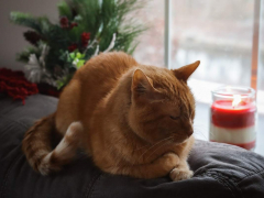 Orange Short Hair Tabby Cat Laying On Couch Looking Out Window At Winter Snow Candle Holiday Christmas