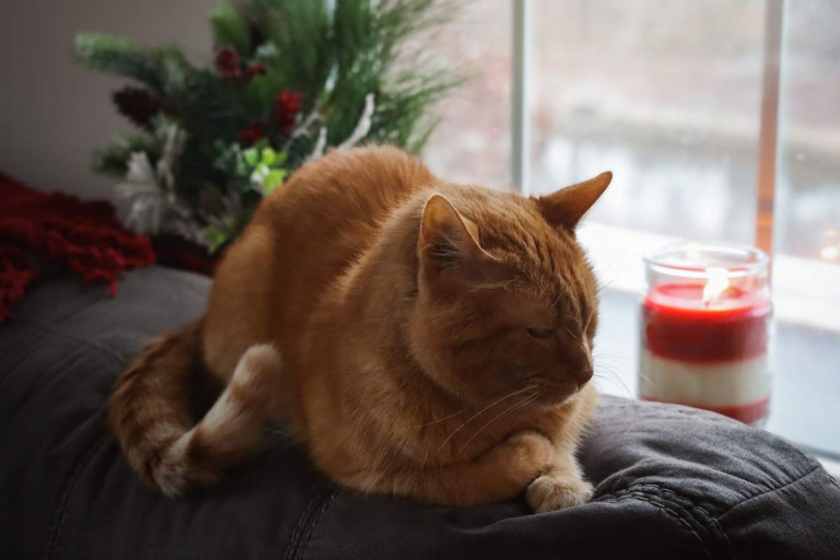 Famotidine (Pepcid) for Cats: Overview, Dosage & Side Effects - Cats.com