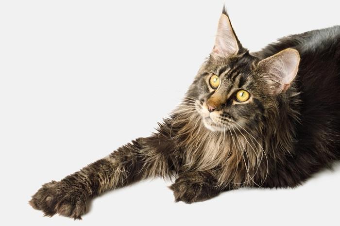 The value of a polydactyl cat
