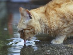 cat drinking water outside