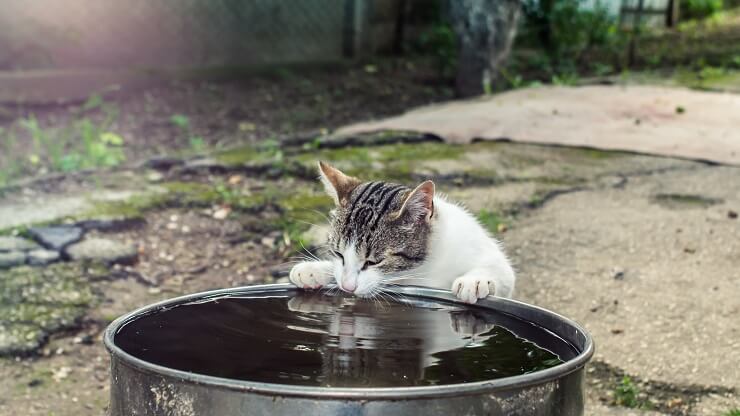 cat drinking water from a pot in the garden