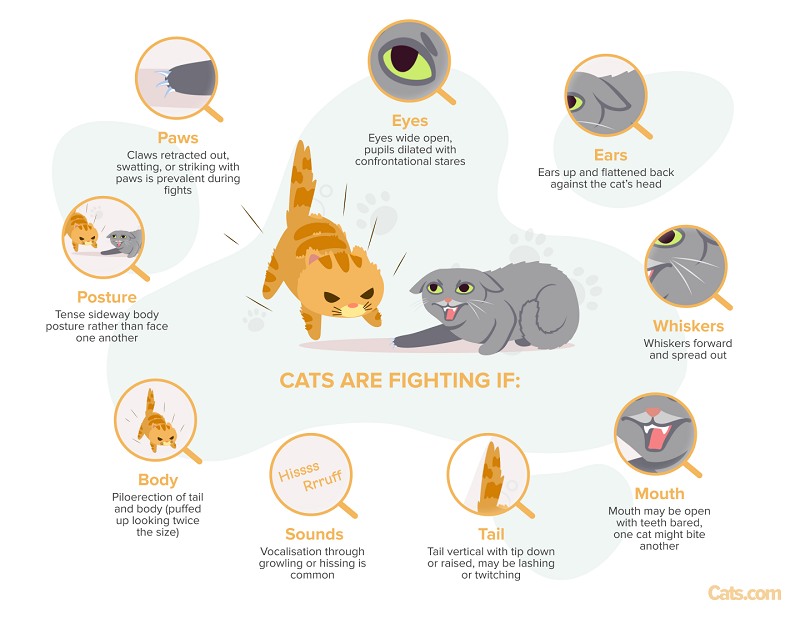 An image illustrating signs that cats may be engaged in a fight, highlighting cues that indicate potential aggression and conflict between the feline companions.