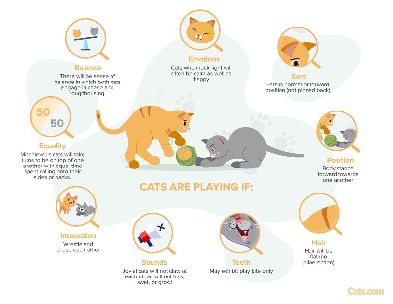 An image illustrating signs that cats are engaged in playful behavior, highlighting cues that indicate their joyful and interactive nature.