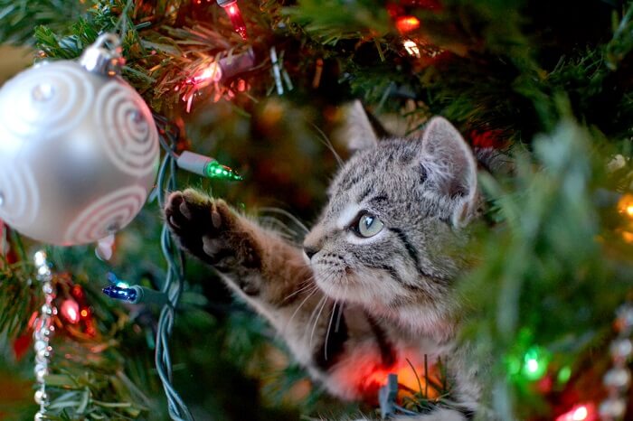 cat playing with a Christmas tree ornament