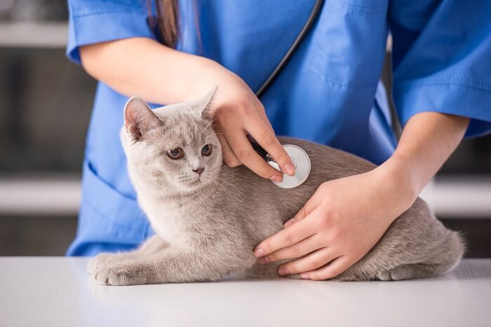 Cat receiving veterinary care with a caring veterinarian