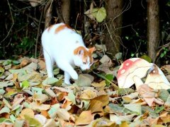 cat-eat-mushroom