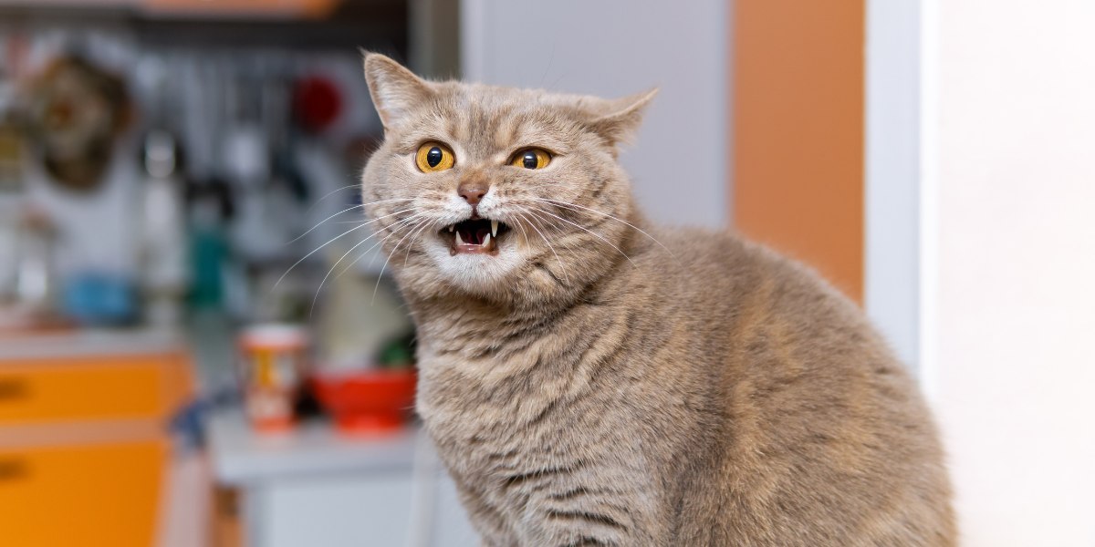 A cat featured in the image with a hoarse expression