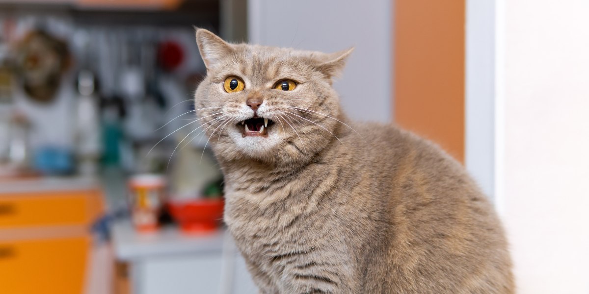 Cats meowing very loudly ( Very Angry Cats ) 