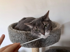 cat in cat trees looking sad