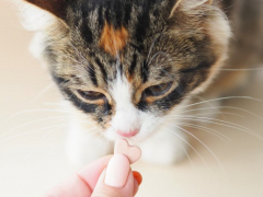 Cat is having vitamins featured image