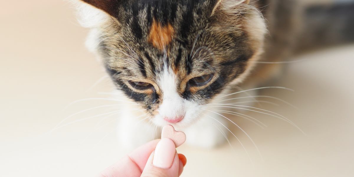 Cat is having vitamins featured image