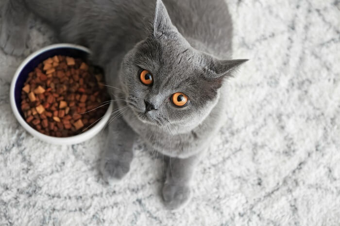 Capromorelin For Cats Dosage