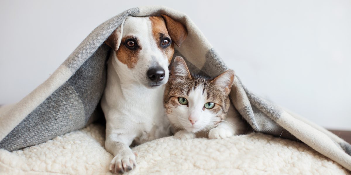 Are Dogs and Cats Really Enemies?