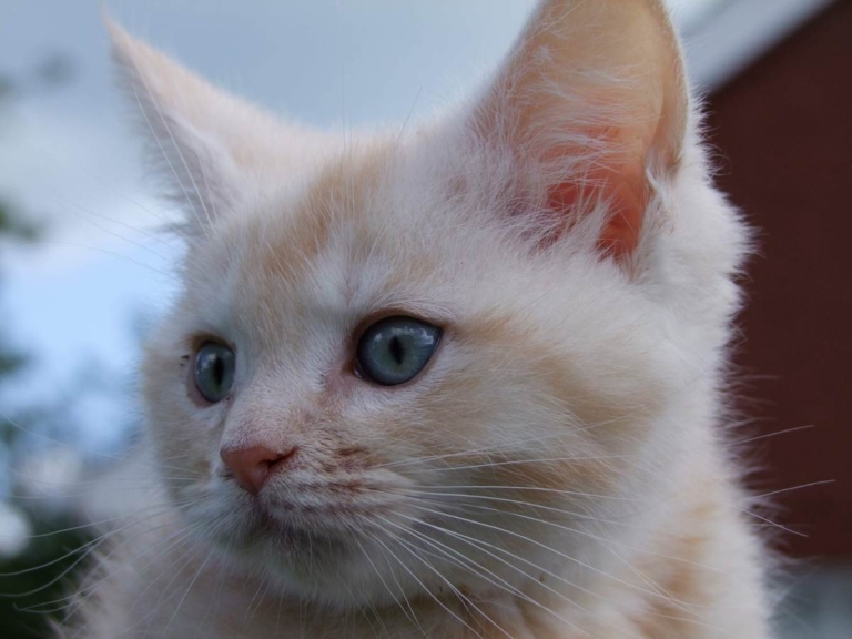 Insecticide Poisoning in Cats: Symptoms, Diagnosis & Treatment