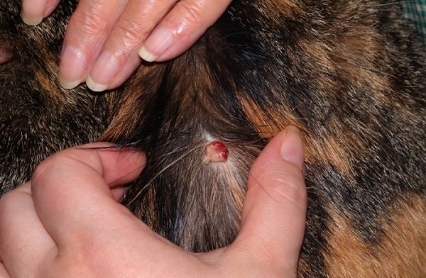 skin tumor Histiocytoma on a cat's neck